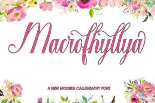 Why Macrofhyllya Script Feels Like Handwritten Art